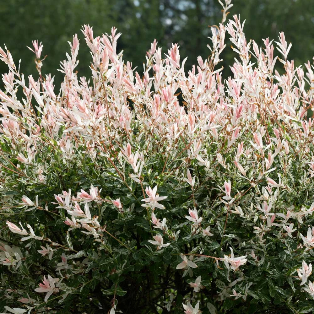 Fast Growing Trees Willow Trees Tri-Color Willow Tree 5 Fast Growing Trees Willow Trees Tri-Color Willow Tree