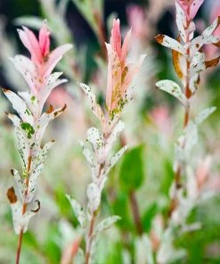 Fast Growing Trees See All Shrubs & Hedges Tri-Color Dappled Willow