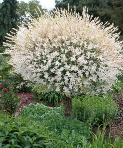 Fast Growing Trees Willow Trees Tri-Color Willow Tree 10 Fast Growing Trees Willow Trees Tri-Color Willow Tree