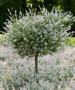 Fast Growing Trees See All Shrubs & Hedges Tri-Color Dappled Willow