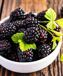 Fast Growing Trees Triple Crown Blackberry Plant - USDA Organic Blackberry Bushes 9 Fast Growing Trees Triple Crown Blackberry Plant - USDA Organic Blackberry Bushes
