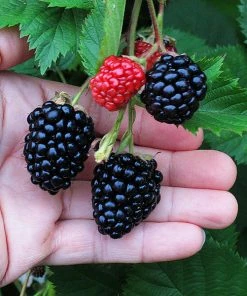 Fast Growing Trees Triple Crown Blackberry Plant - USDA Organic Blackberry Bushes