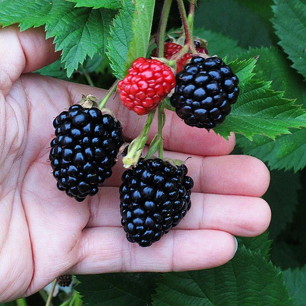 Fast Growing Trees Triple Crown Blackberry Plant - USDA Organic Blackberry Bushes 3 Fast Growing Trees Triple Crown Blackberry Plant - USDA Organic Blackberry Bushes