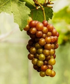 Fast Growing Trees Triumph Muscadine Grapes