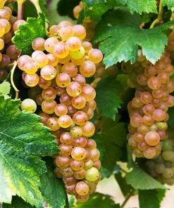 Fast Growing Trees Triumph Muscadine Grapes