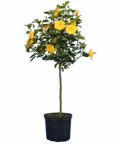 Fast Growing Trees See All Flowering Trees Yellow Tropical Hibiscus Tree