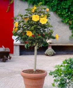 Fast Growing Trees See All Flowering Trees Yellow Tropical Hibiscus Tree