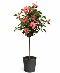 Fast Growing Trees Pink Tropical Hibiscus Tree See All Flowering Trees