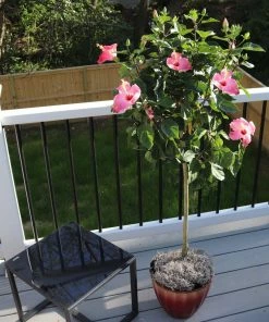 Fast Growing Trees Pink Tropical Hibiscus Tree See All Flowering Trees