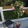 Fast Growing Trees Pink Tropical Hibiscus Tree See All Flowering Trees 1 Fast Growing Trees Pink Tropical Hibiscus Tree See All Flowering Trees