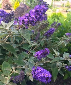 Fast Growing Trees Purple Flowers True Blue Butterfly Bush (Tree Form)