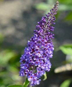 Fast Growing Trees Purple Flowers True Blue Butterfly Bush (Tree Form)