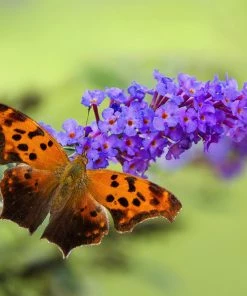 Fast Growing Trees Purple Flowers True Blue Butterfly Bush (Tree Form)