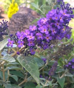 Fast Growing Trees Purple Flowers True Blue Butterfly Bush (Tree Form)