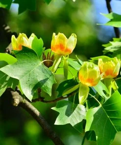 Fast Growing Trees Tulip Poplar Yellow Flowers