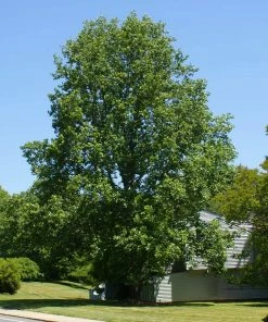 Fast Growing Trees Tulip Poplar Yellow Flowers