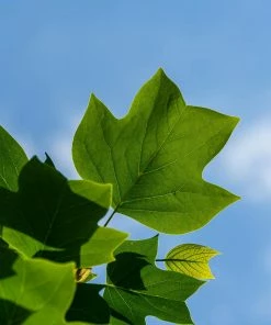 Fast Growing Trees Tulip Poplar Yellow Flowers