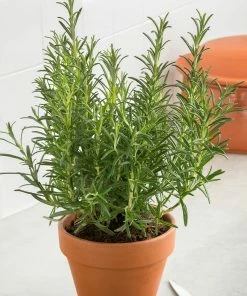 Fast Growing Trees Our Newest Arrivals Tuscan Rosemary Plant 11 Fast Growing Trees Our Newest Arrivals Tuscan Rosemary Plant