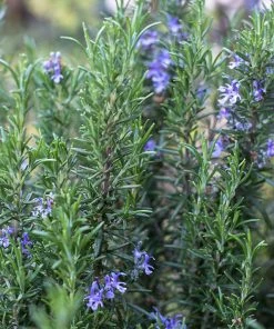 Fast Growing Trees Our Newest Arrivals Tuscan Rosemary Plant 10 Fast Growing Trees Our Newest Arrivals Tuscan Rosemary Plant