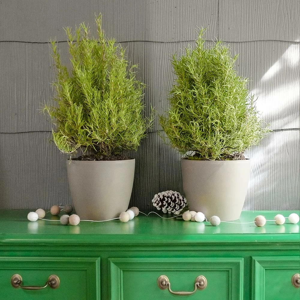 Fast Growing Trees Our Newest Arrivals Tuscan Rosemary Plant 4 Fast Growing Trees Our Newest Arrivals Tuscan Rosemary Plant