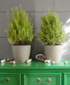 Fast Growing Trees Our Newest Arrivals Tuscan Rosemary Plant