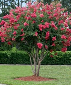 Fast Growing Trees Crape Myrtles Tuscarora Crape Myrtle