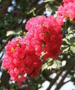 Fast Growing Trees Crape Myrtles Tuscarora Crape Myrtle