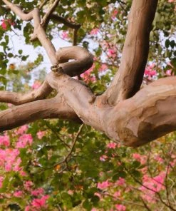 Fast Growing Trees Crape Myrtles Tuscarora Crape Myrtle