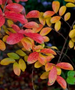 Fast Growing Trees Crape Myrtles Tuscarora Crape Myrtle