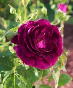 Fast Growing Trees Twilight Rose Tree