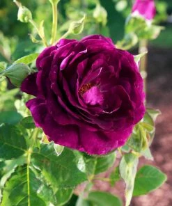Fast Growing Trees Roses Twilight Rose Shrub
