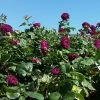 Fast Growing Trees Roses Twilight Rose Shrub 2 Fast Growing Trees Roses Twilight Rose Shrub
