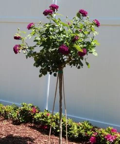 Fast Growing Trees Twilight Rose Tree