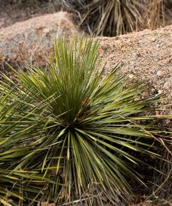 Fast Growing Trees Our Newest Arrivals Twin Flower Agave Plant