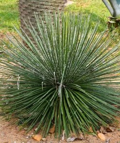 Fast Growing Trees Our Newest Arrivals Twin Flower Agave Plant