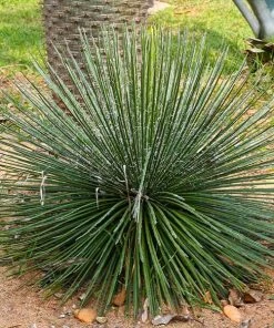 Fast Growing Trees Our Newest Arrivals Twin Flower Agave Plant