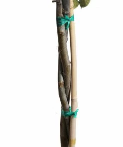 Fast Growing Trees Braeburn & Gala Twisted Apple Tree