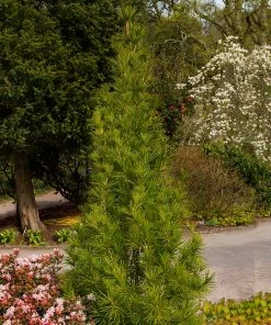 Fast Growing Trees Japanese Umbrella Pine Tree Pine Trees