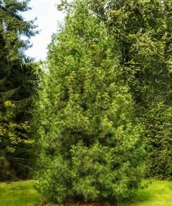 Fast Growing Trees Japanese Umbrella Pine Tree Pine Trees