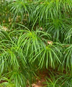 Fast Growing Trees Japanese Umbrella Pine Tree Pine Trees