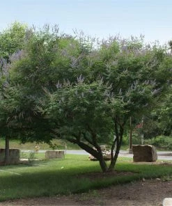 Fast Growing Trees Purple Flowers Vitex Chaste Tree