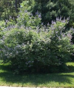 Fast Growing Trees Purple Flowers Vitex Chaste Tree