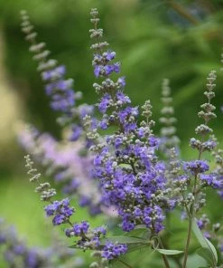 Fast Growing Trees Purple Flowers Vitex Chaste Tree