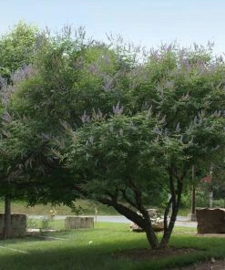 Fast Growing Trees Purple Flowers Vitex Chaste Tree