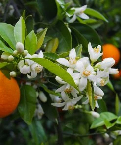 Fast Growing Trees Valencia Orange Tree Citrus Trees