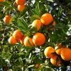 Fast Growing Trees Valencia Orange Tree