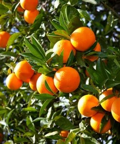 Fast Growing Trees Valencia Orange Tree