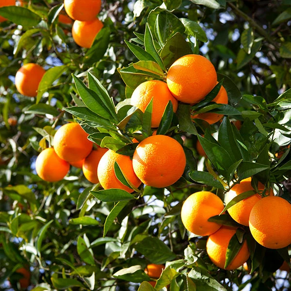Fast Growing Trees Valencia Orange Tree 3 Fast Growing Trees Valencia Orange Tree