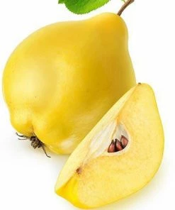 Fast Growing Trees See All Fruit Trees Van Deman Quince