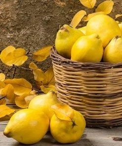 Fast Growing Trees See All Fruit Trees Van Deman Quince